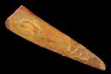 Fossil Pterosaur (Siroccopteryx) Tooth - Morocco #140708-1